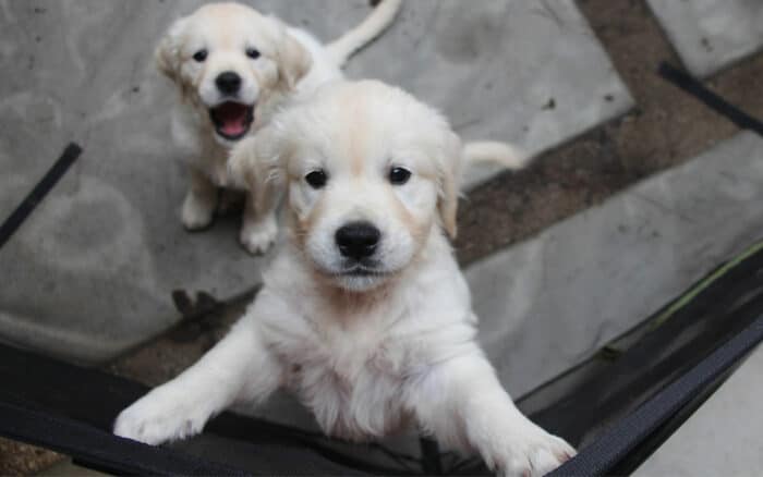 Sibling Puppies - Golden Retriever puppy jumping up at camera while his little sister sits in the background with mouth wide open