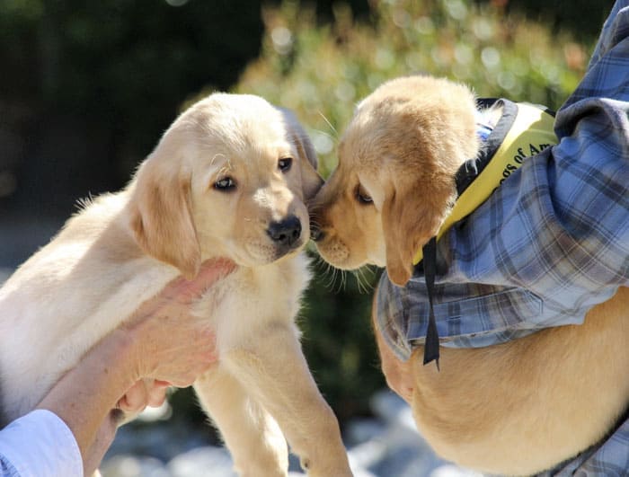 Guide dog puppy siblings