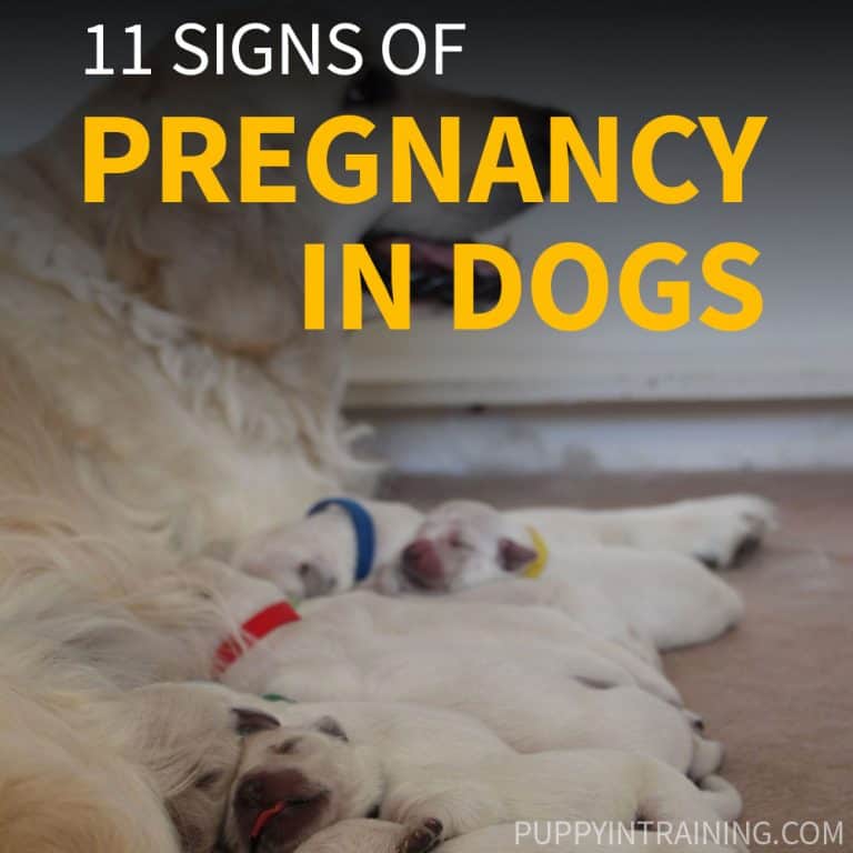 How Can You Tell If Your Dog Is Pregnant Without Going To The Vet? [11 Dog Pregnancy Signs]