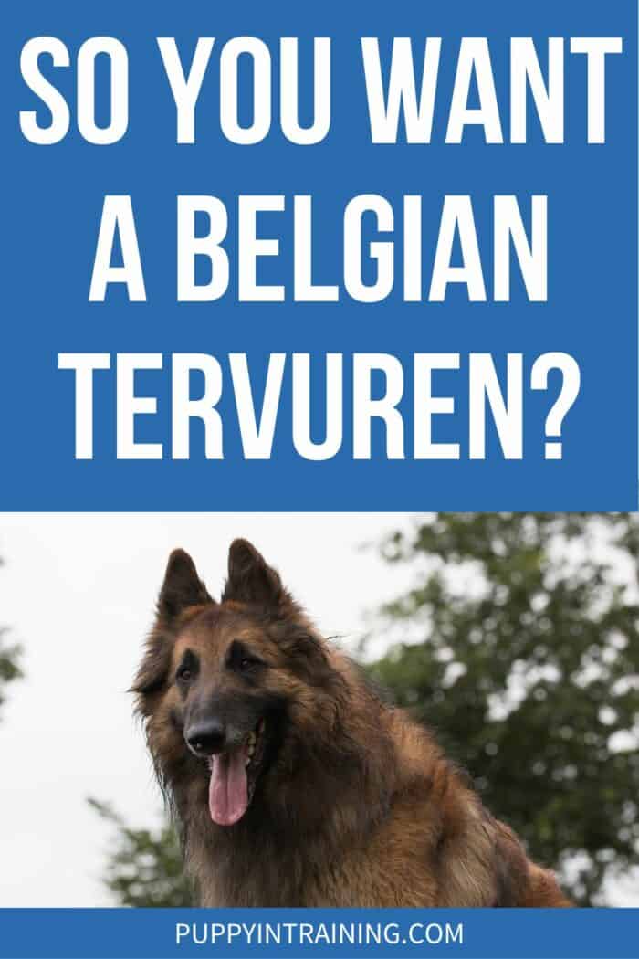 So You Want A Belgian Tervuren? - Terv standing with tree in background.