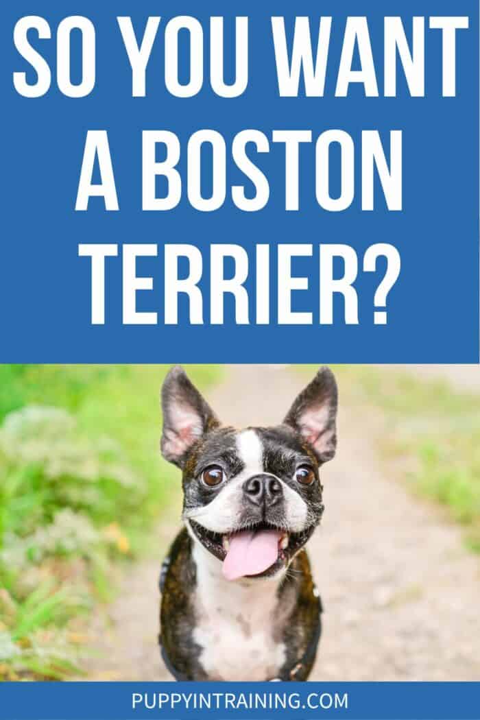 So You Want A Boston Terrier? - Boston standing in dirt with tongue hanging out.