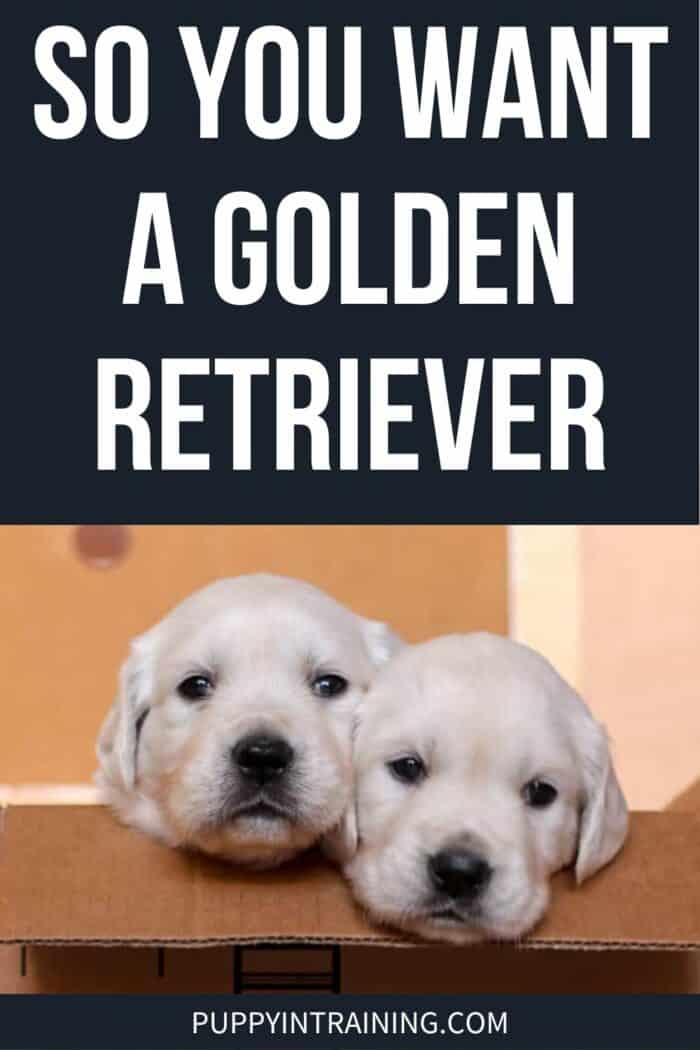 So You Want A Golden Retriever - Two Golden puppies in a box with head poking out.