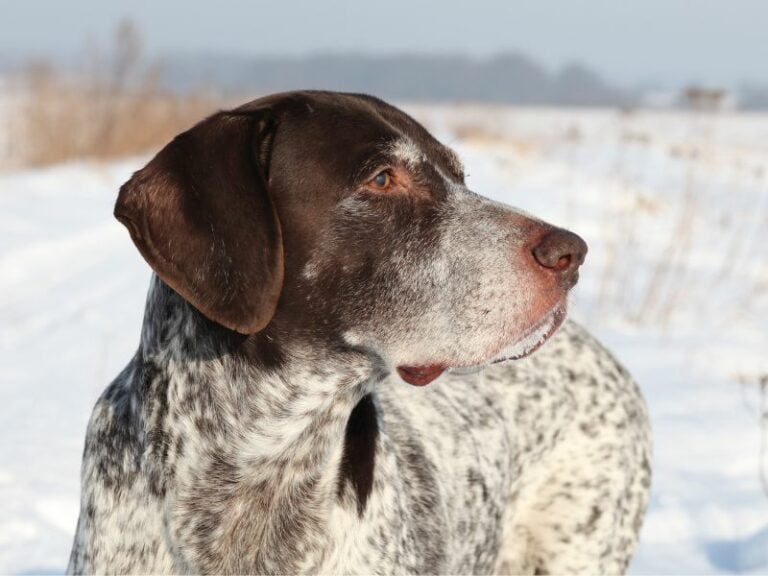 So You Want A German Shorthaired Pointer?