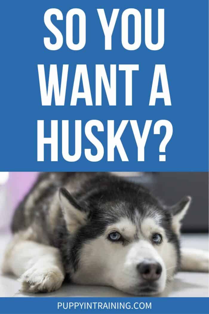 So You Want A Husky? - Husky lying on the ground