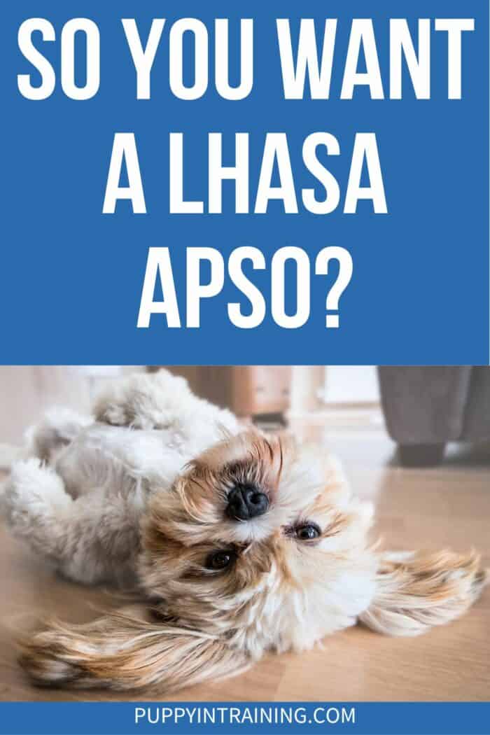 So You Want A Lhasa Apso? - lying down on back