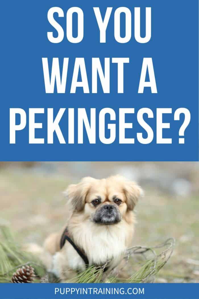 So You Want A Pekingese? - Peke sitting in grass with tree branch and pine cone in front.