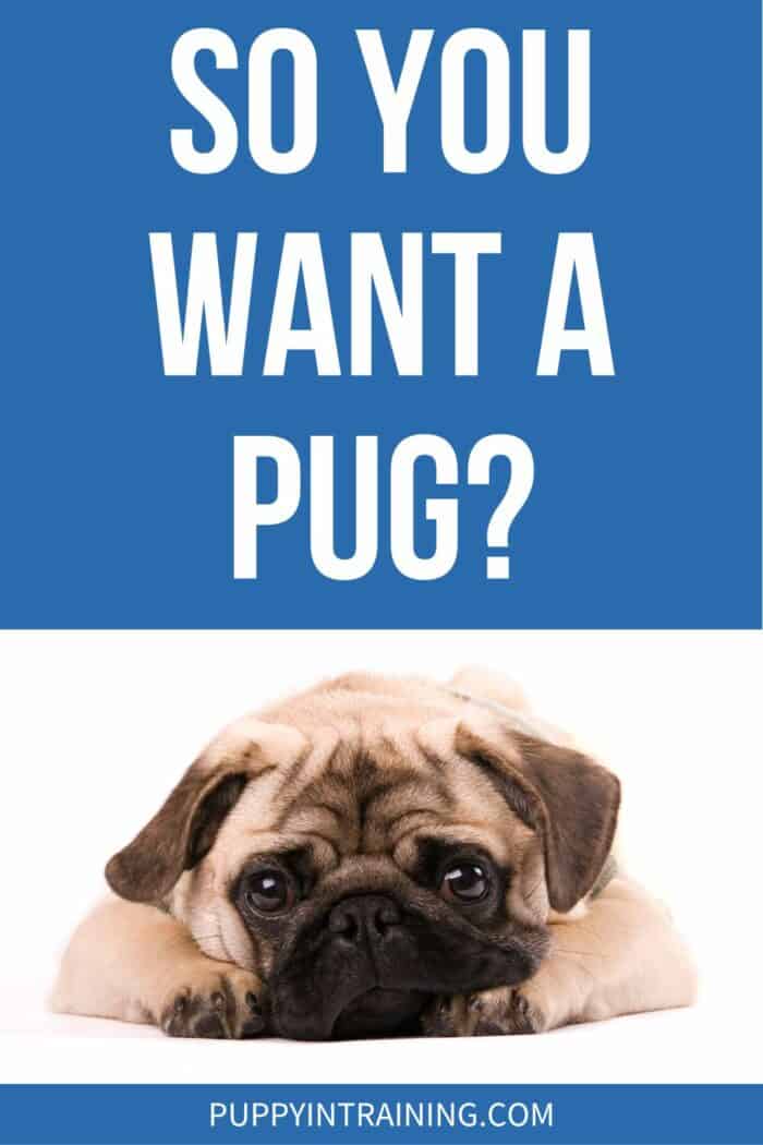 So You Want A Pug? Cute pug in a down stay