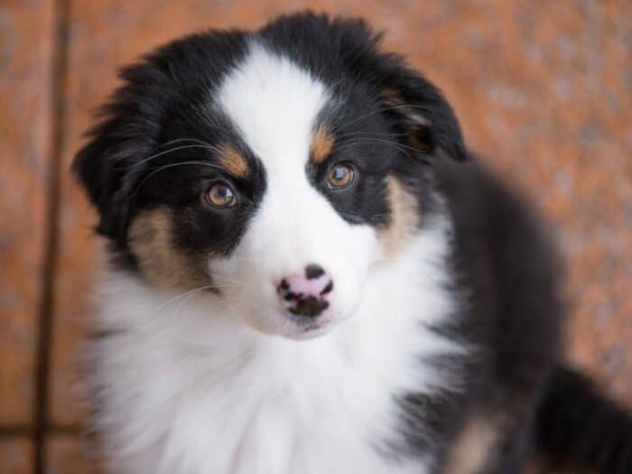 Tricolor Australian Shepherd