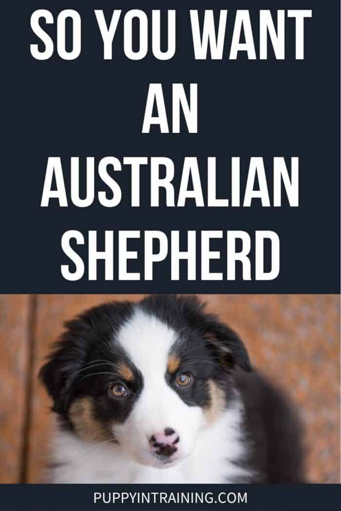 So You Want An Australian Shepherd - tricolor aussie puppy