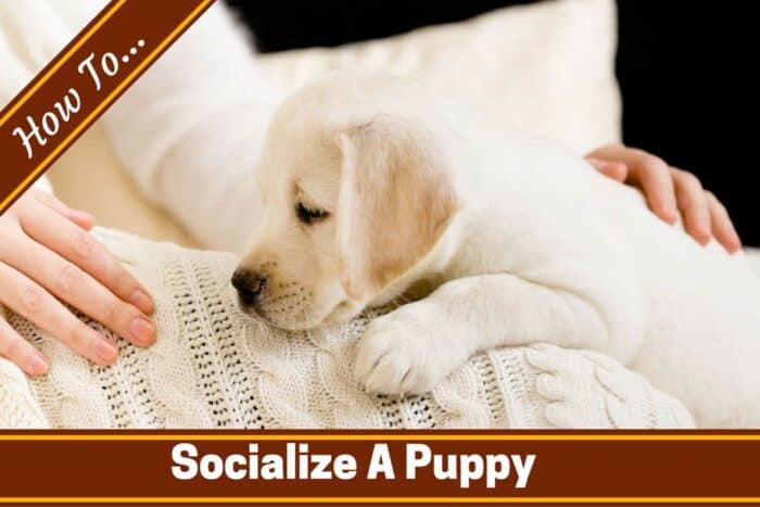 How To Socialize A Puppy - Yellow Lab sitting on persons lap.