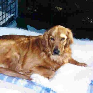 Spencer on orthopedic bed 