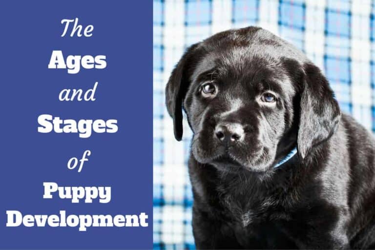 Puppy Development & Growth Stages Guide – Key Age Milestones and Week-by-Week Timeline