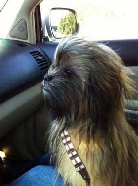 Star Wars Chewie Dog Costume