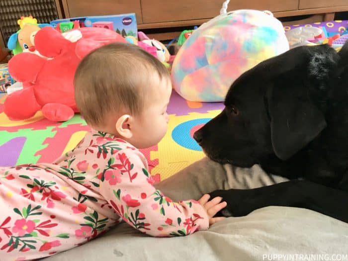 Baby KK and black Lab Stetson holding hands/paws