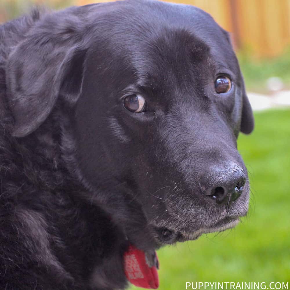 Stetson our allergy dog - black lab sad eyes