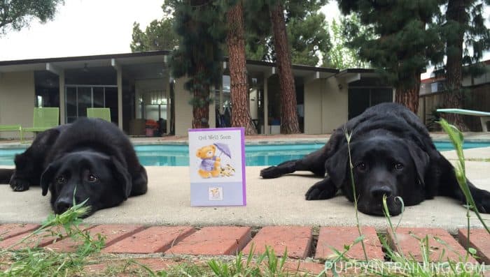 Two Black Dogs lying next to a Get Well Soon Card