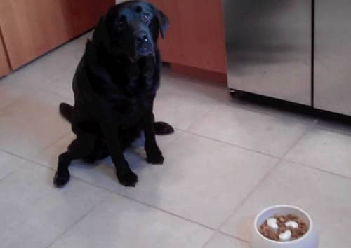 Stetson And His Slow Feeder Dog Bowl