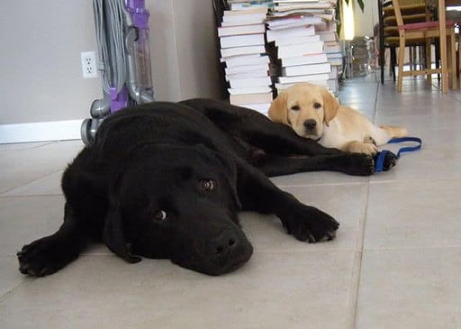 Stetson and Dublin Lab Puppies