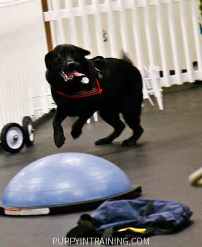 Black Lab, Stetson at K9 Nosework training. Tongue hanging out!