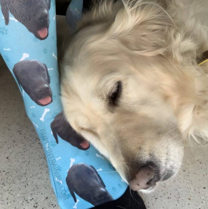 Dog printed socks - Golden Retriever, Raven lying on my Stetson dog printed socks while I work at my desk