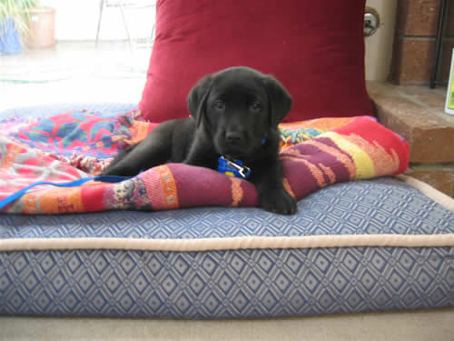 Black Labrador Retriever Puppy - Stetson