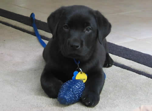 Black Lab puppy playing with his little purple plastic grenade toy.