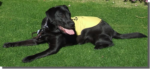 Stetson on the Grass