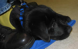 Stetson at his training class