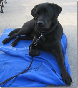 Stetson on Blue Blanket