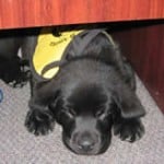 Stetson Black Lab Puppy