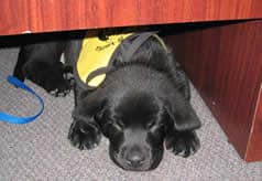 Stetson Black Lab Puppy