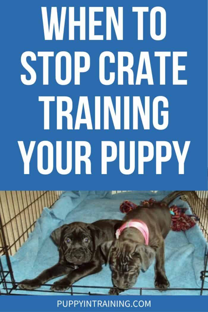 When To Stop Crate Training Your Puppy - 2 Boxer mix puppies in wire crate with door open