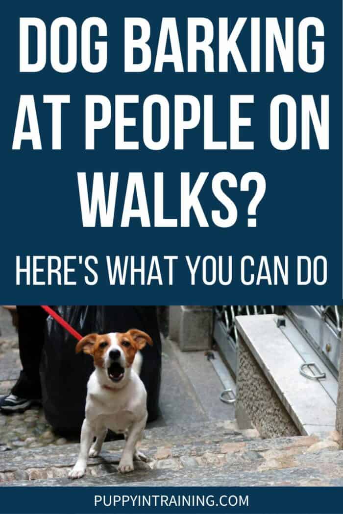 Dog Barking At People On Walks? Here's What You Can Do - Dog barking at me on leash