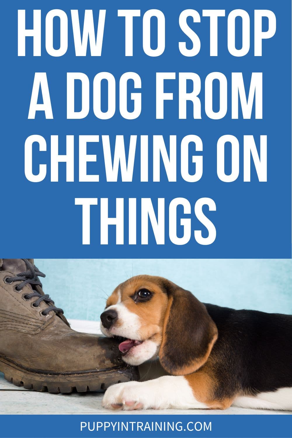 How To Stop A Dog From Chewing On Things - Beagle puppy chewing on a shoe