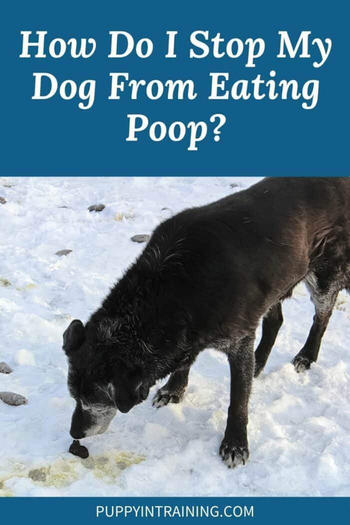 Older black Lab sniffing poop in the snow.