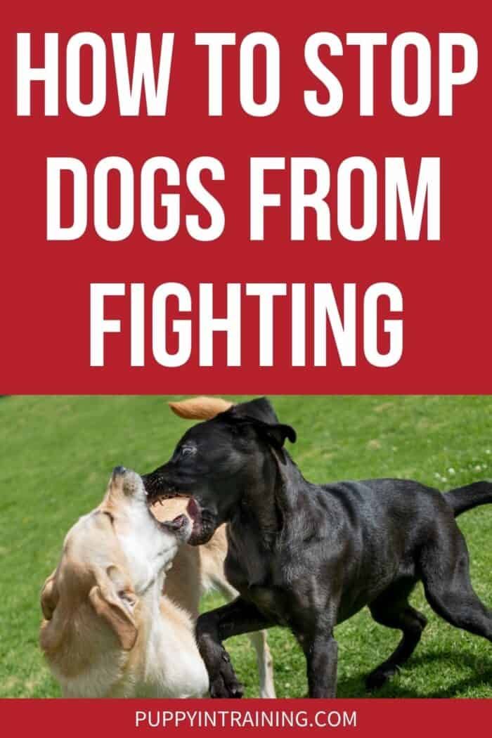 How To Stop Dogs From Fighting - Yellow Lab and Black Lab fighting on the grass