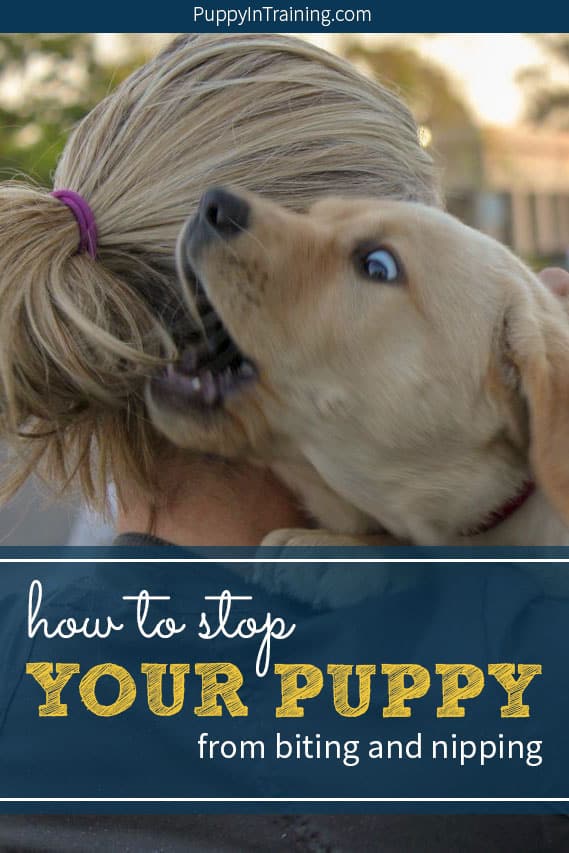 How to stop your puppy from biting and nipping: the ultimate guide. If you have a puppy then you probably already know about their sharp little vampire teeth. As puppy raisers of over a dozen puppies we’ve seen it all and today we’re sharing our very best training tips for puppy’s who like to bite and nip. #puppybiting #puppybitingtrainingtips #puppybitingstop #puppynipping #puppynippingtraining