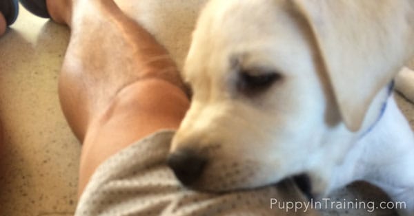 Tips on how to stop a puppy from biting like this lil' guy.