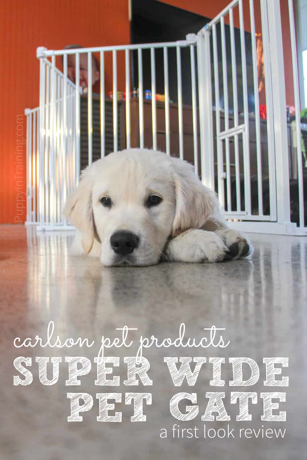 Our first look at the Carlson Super Wide Pet Gate with our Golden Retriever puppy, Charlie.