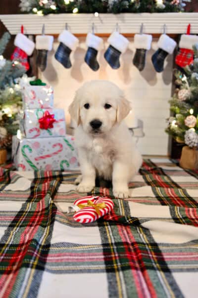 Golden Retriever Christmas Puppy - presents stockings and other Christmas decor with english cream golden