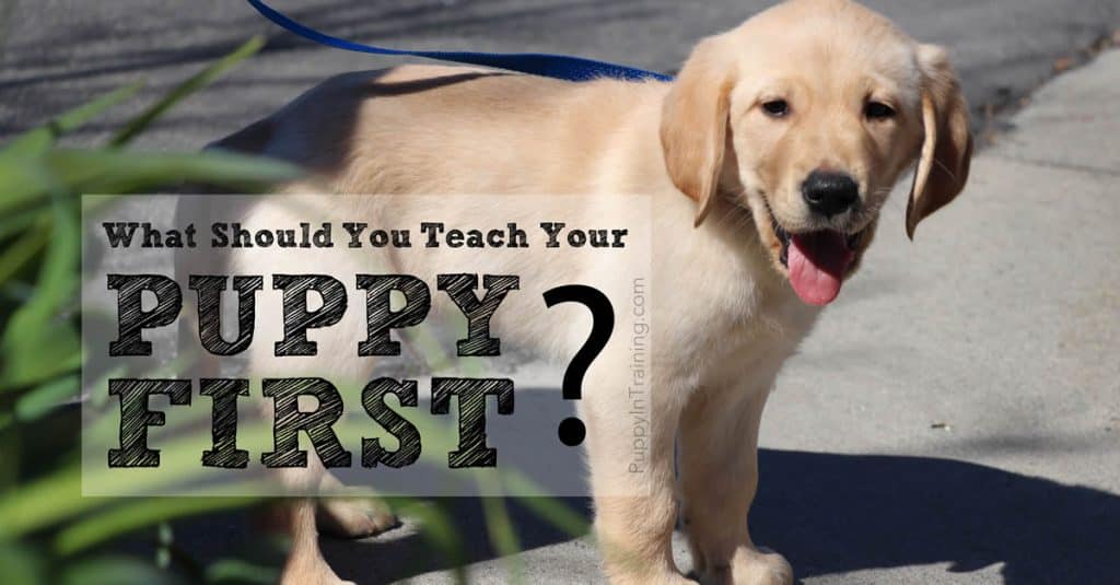 What should you teach your puppy first?