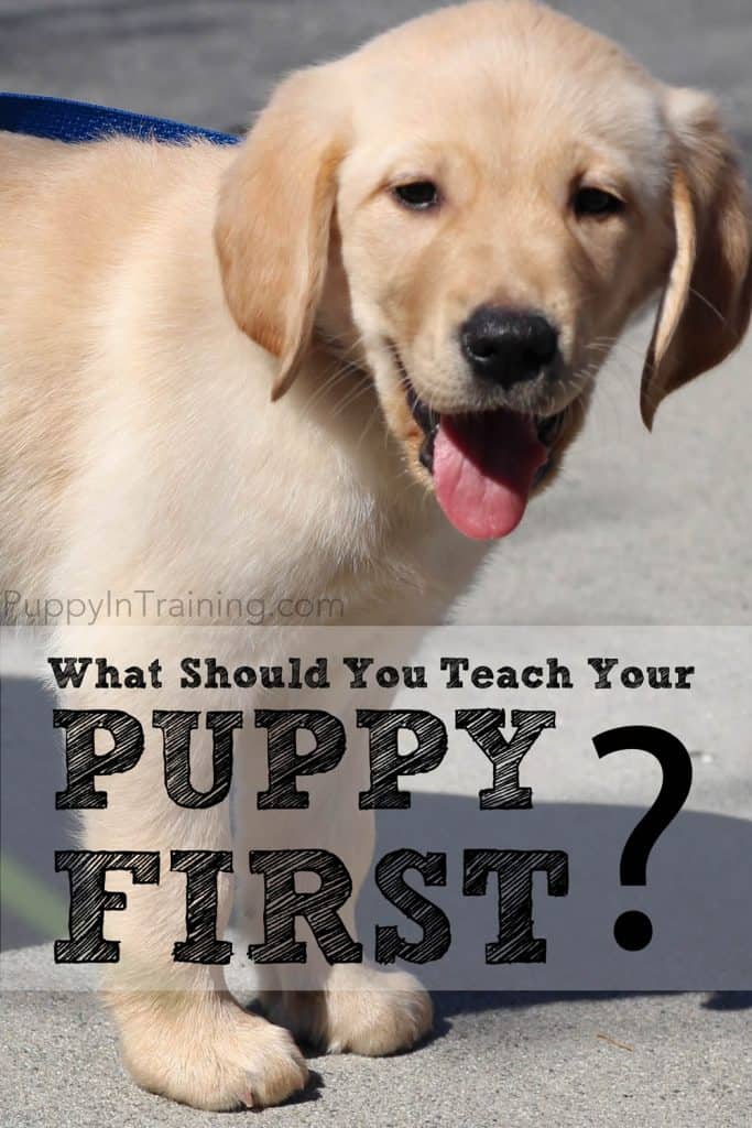 what should i teach my puppy first?