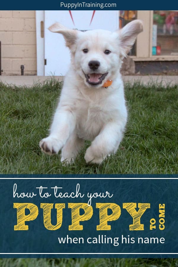 How do you teach your puppy to come when calling his name. Many years ago when we were raising Stetson to be a Guide Dog we learned some simple tricks to easily teach our puppy his name. One of our favorite games to play with our puppy is the “name game” which will quickly teach your pup his name. #puppysname #puppyname #puppynamegame #puppycome #teachpuppyname