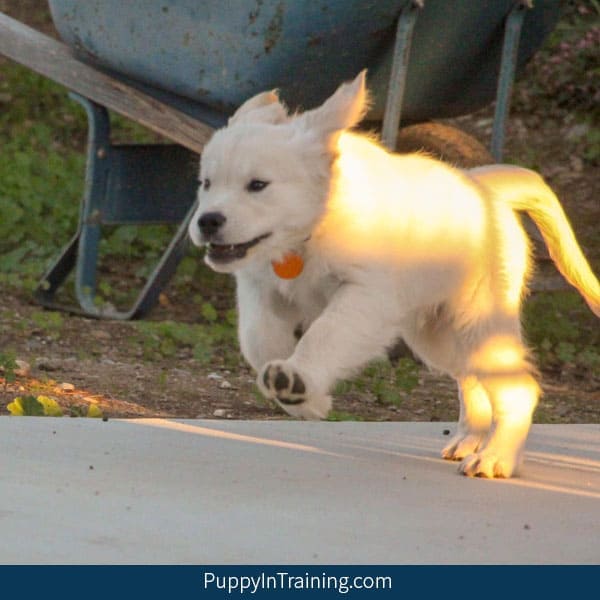 Puppy Charlie hears his name.