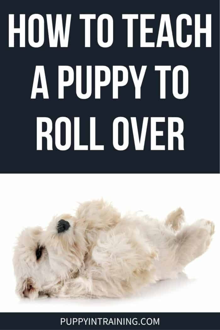 How To Teach A Puppy To Roll Over - white puppy rolling over