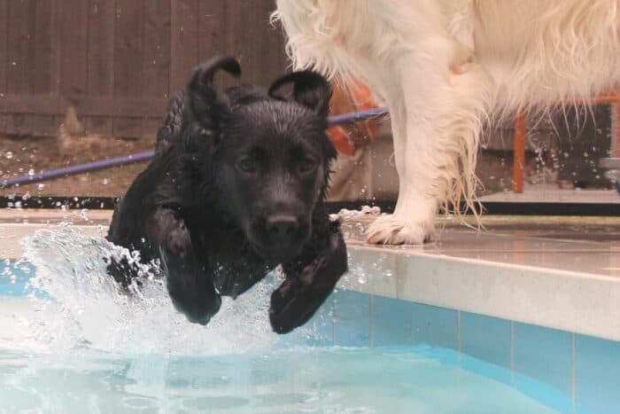 Teach Puppy To Swim - Black Lab puppy jumping into pool