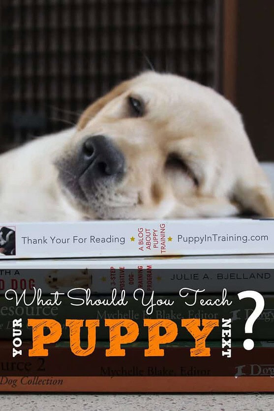 What should you teach your puppy next?