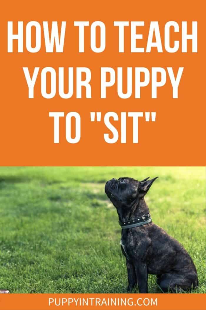 How To Teach Your Puppy "Sit" - puppy sitting in the grass.