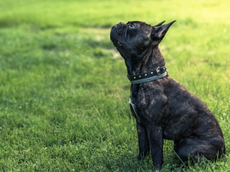 How To Teach Your Puppy To “Sit”