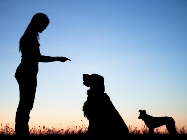 How Do You Train A Dog To Stay In A Yard Without A Fence?